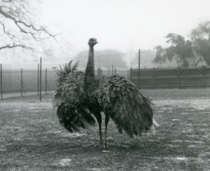 Male call display by a Greater Rhea, London Zoo