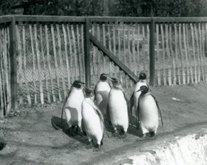 Six King Penguins Walking Beside Their Pool at London Zoo, 1927