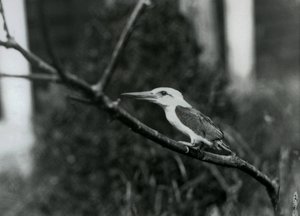Stork-Billed Kingfisher Resting on a Branch, This Subspecies Is from the Sulu Archipelago in the Philippines, London Zoo by Frederick William Bond