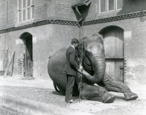 Syed Ali, training Indiarani in front of the Elephant House, London Zoo, August 1923