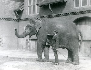 Syed Ali, training Indiarani in front of the Elephant House, London Zoo, August 1923