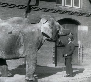Syed Ali training Indiarani in front of the Elephant House, London Zoo, October 1925