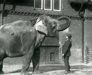 Syed Ali training Indiarani in front of the Elephant House, London Zoo, October 1925