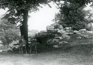 The Eland Antelope Paddock at London Zoo in 1924 by Frederick William Bond