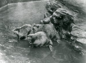 Three Beavers in Their Pool at London Zoo, 1920s by Frederick William Bond