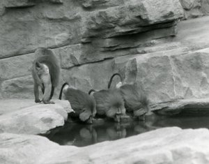 Three Sacred Baboons drink from a pool in their rocky enclosure while a fourth walks away, London Zoo, June 1925