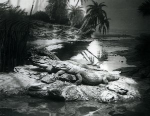 Two Alligators in a Panorama Setting, London Zoo (June 1927) by Frederick William Bond