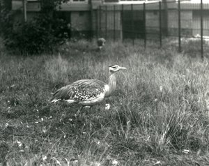 Two Arabian Bustards Standing in Their Enclosure at London Zoo, September 1927