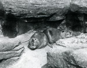 Two Coypu resting among rocks in their enclosure at London Zoo, April 1925 by Frederick William Bond