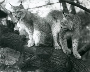 Two Northern Lynx, one sitting and one standing, on a branch, London Zoo, October 1925