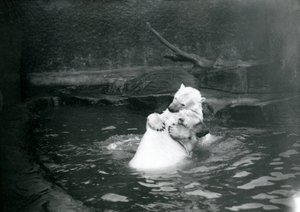 Two Polar Bears, Including a Juvenile, Hugging and Playing in a Pool at London Zoo, June 1922 by Frederick William Bond