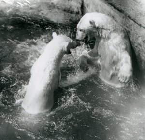 Two Polar Bears Romp in Their Pool, London Zoo in 1926