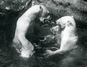 Two Polar Bears romping in their pool at London Zoo in 1926