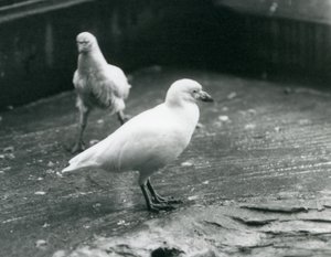 Two Snowy Sheathbills standing and walking on the ground at London Zoo, August 1927