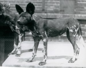 Two Somali Wild Dogs at London Zoo, July 1925