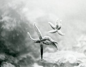 Two Starfish, on the Aquarium Glass, Showing Their Undersides at London Zoo in March 1925 by Frederick William Bond