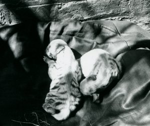 Two Striped Hyena Cubs at London Zoo