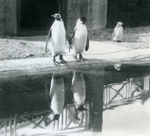 Two Adult King Penguins Standing by Their Pool with Their Reflections in the Water, London Zoo