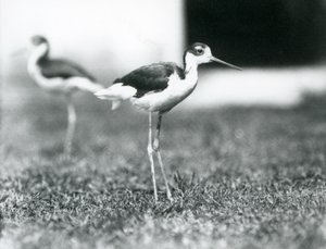 Black-necked Stilts at London Zoo, July 1925 by Frederick William Bond