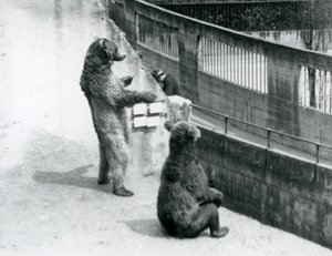 Brown Bears at London Zoo, July 1925 by Frederick William Bond