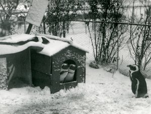Two Endangered Black-Footed Penguins Look Out of Their Nesting Box, in the Snow, While Another Looks On, London Zoo, 1924 by Frederick William Bond