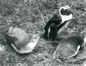 Black-footed Penguins at London Zoo, April 1925