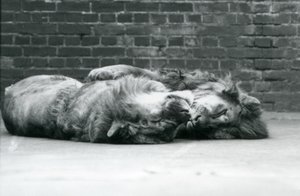Two Lions Lying Down to Sleep with Their Paws Around Each Other, London Zoo by Frederick William Bond