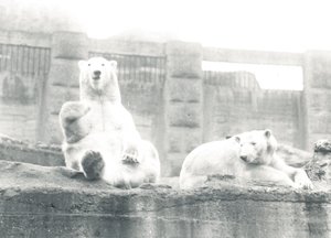 Two Polar Bears in ZSL London Zoo by Frederick William Bond