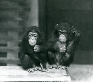Two young Chimpanzees sitting on a wooden crate, London Zoo