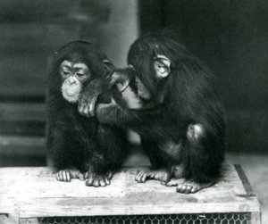 Two Young Chimpanzees Sitting on a Wooden Crate. One Sits Still While the Other Grooms Its Fur, London Zoo