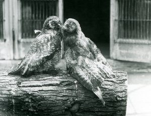 Two young Great Grey Owls, also known as the Lapland or Lapp Owl, facing each other sitting on a log, London Zoo, August 1926