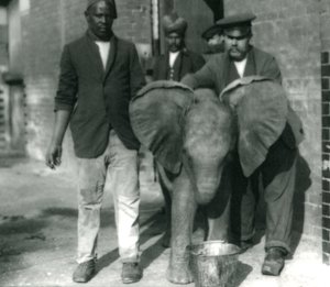 Young African Elephant Kiberenge, drinking from a bucket, with trainers Darish and Syed Ali, and Keeper H. Robertson in 1923
