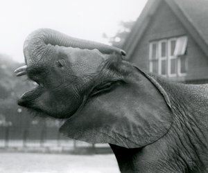Young African Elephant Kiberenge raising his trunk and calling, London Zoo, August 1925