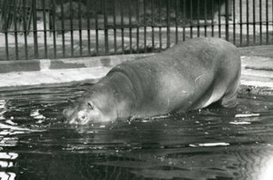 Young Hippopotamus Bobbie Entering His Pool at London Zoo in August 1927
