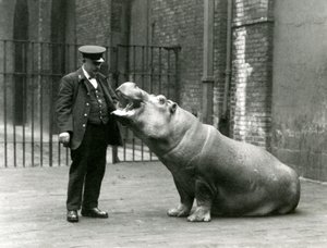 Young Hippopotamus Bobbie sitting for keeper Ernie Bowman, London Zoo, July 1923