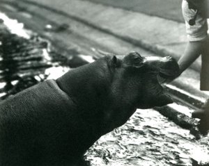 Young Hippopotamus 