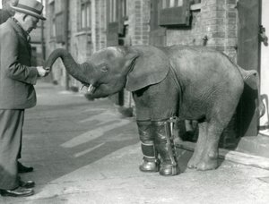 Young Pygmy African Elephant Oojah with splints fitted, as part of her treatment for rickets, London Zoo, 1926
