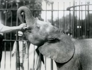 Young female African Pygmy Elephant Oojah being given a treat, London Zoo, July 1925