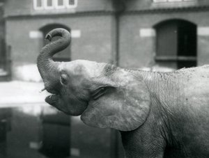 Young Female African Pygmy Elephant Oojah Raising Her Trunk at London Zoo, August 1925 by Frederick William Bond