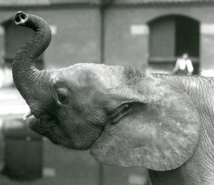 Young female African Pygmy Elephant Oojah raising her trunk at London Zoo, August 1925