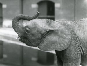Young female African Pygmy Elephant Oojah raising her trunk at London Zoo, July 1925 by Frederick William Bond
