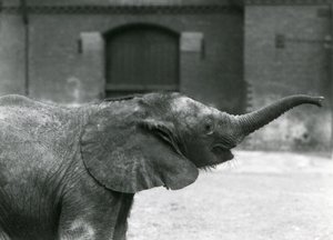 Young female African Pygmy Elephant Oojah raising her trunk for a treat at London Zoo, July 1925