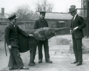 Young female African Pygmy Elephant Oojah raising her trunk for a treat at London Zoo, June 1925