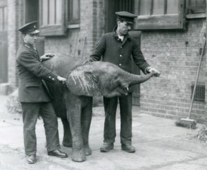 Young female African Pygmy Elephant Oojah raising her trunk for a treat from her keepers at London Zoo, April 1925