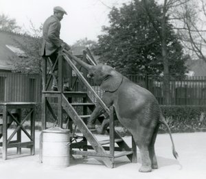 Young female African Pygmy Elephant Oojah with her front feet on the embarkation steps, reaching for her trainer with her trunk, London Zoo, June 1925