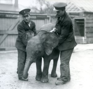 Young female African Pygmy Elephant Oojah with two Keepers at London Zoo in April 1925