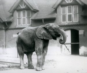 Young male African Elephant Kiberenge standing in front of the Elephant House, London Zoo