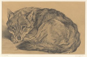 Lying Fox