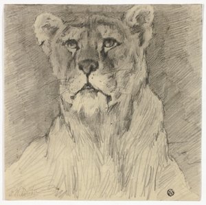 Front View of Seated Lioness