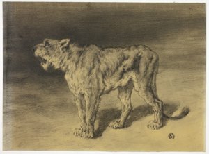 Lioness Roaring